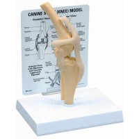 Anatomisk modell, genu (knäled)
